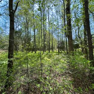 Photo #29 of SOLD property in Lebanon Church Rd, Jarratt, VA 81.0 acres