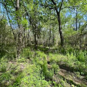 Photo #34 of SOLD property in Lebanon Church Rd, Jarratt, VA 81.0 acres