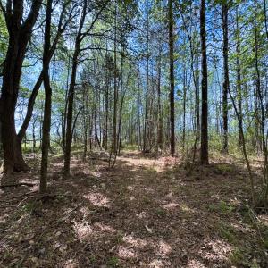 Photo #35 of SOLD property in Lebanon Church Rd, Jarratt, VA 81.0 acres
