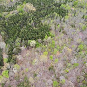 Photo #10 of SOLD property in Off Owens Mill Rd, Nathalie, VA 44.8 acres