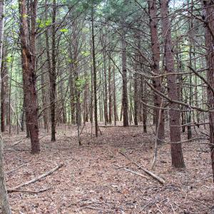 Photo #11 of SOLD property in Off Owens Mill Rd, Nathalie, VA 44.8 acres