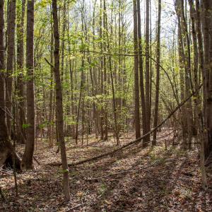 Photo #12 of SOLD property in Off Owens Mill Rd, Nathalie, VA 44.8 acres