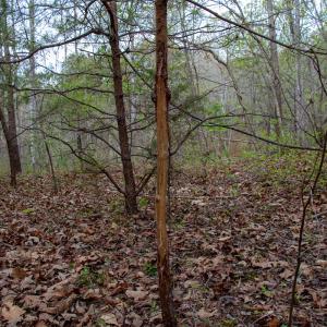 Photo #19 of SOLD property in Off Owens Mill Rd, Nathalie, VA 44.8 acres