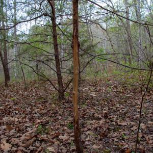 Photo #19 of Off Owens Mill Rd, Nathalie, VA 44.8 acres