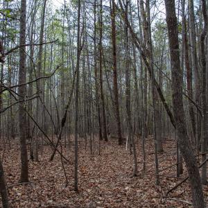 Photo #20 of SOLD property in Off Owens Mill Rd, Nathalie, VA 44.8 acres