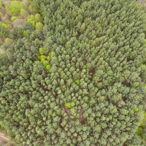 Photo #5 of SOLD property in Off Owens Mill Rd, Nathalie, VA 44.8 acres