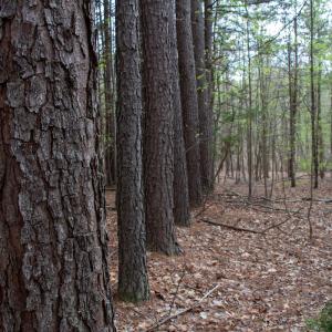 Photo #6 of SOLD property in Off Owens Mill Rd, Nathalie, VA 44.8 acres
