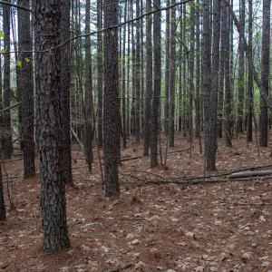 Photo #7 of SOLD property in Off Owens Mill Rd, Nathalie, VA 44.8 acres