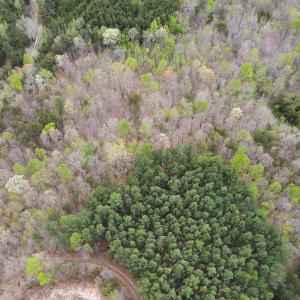 Photo #9 of SOLD property in Off Owens Mill Rd, Nathalie, VA 44.8 acres