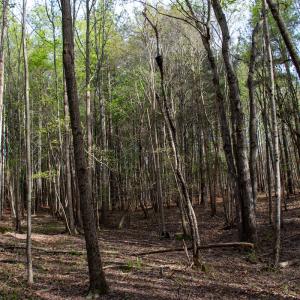 Photo #23 of SOLD property in Off Owens Mill Rd, Nathalie, VA 44.8 acres