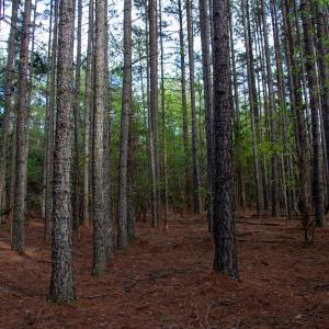 Photo #25 of SOLD property in Off Owens Mill Rd, Nathalie, VA 44.8 acres