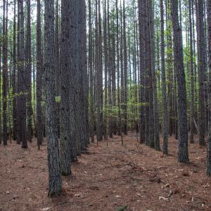 Photo #26 of SOLD property in Off Owens Mill Rd, Nathalie, VA 44.8 acres
