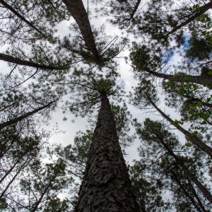 Photo #27 of SOLD property in Off Owens Mill Rd, Nathalie, VA 44.8 acres