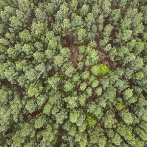 Photo #28 of SOLD property in Off Owens Mill Rd, Nathalie, VA 44.8 acres