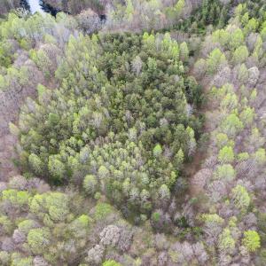 Photo #30 of SOLD property in Off Owens Mill Rd, Nathalie, VA 44.8 acres