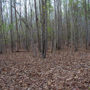 Photo #31 of SOLD property in Off Owens Mill Rd, Nathalie, VA 44.8 acres