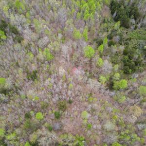 Photo #36 of SOLD property in Off Owens Mill Rd, Nathalie, VA 44.8 acres