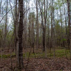 Photo #38 of SOLD property in Off Owens Mill Rd, Nathalie, VA 44.8 acres