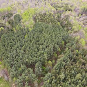 Photo #40 of SOLD property in Off Owens Mill Rd, Nathalie, VA 44.8 acres