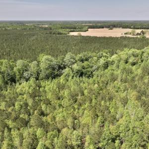 Photo #14 of SOLD property in Off Fire Tower Road, Jackson, NC 12.5 acres