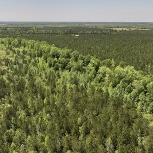 Photo #17 of SOLD property in Off Fire Tower Road, Jackson, NC 12.5 acres