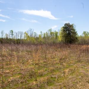 Photo #13 of SOLD property in Off Elkhorn Rd, Java, VA 34.4 acres