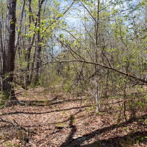 Photo #20 of SOLD property in Off Elkhorn Rd, Java, VA 34.4 acres
