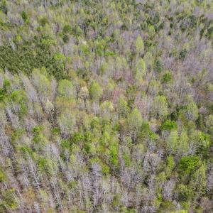 Photo #21 of SOLD property in Off Elkhorn Rd, Java, VA 34.4 acres