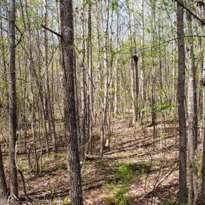 Photo #23 of SOLD property in Off Elkhorn Rd, Java, VA 34.4 acres