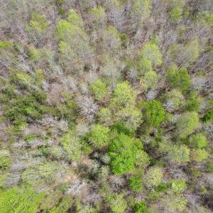 Photo #8 of SOLD property in Off Elkhorn Rd, Java, VA 34.4 acres
