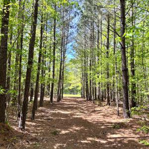 Photo #13 of SOLD property in Off Liberty Rd, Alberta, VA 57.8 acres