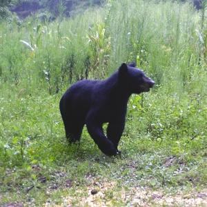 Photo #22 of SOLD property in Off Liberty Rd, Alberta, VA 57.8 acres