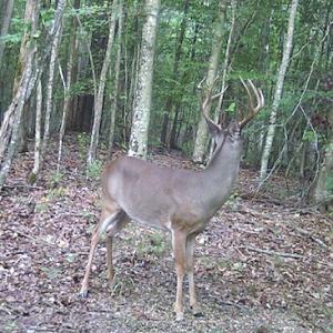 Photo #23 of SOLD property in Off Liberty Rd, Alberta, VA 57.8 acres
