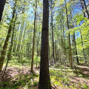 Photo #25 of SOLD property in Off Liberty Rd, Alberta, VA 57.8 acres
