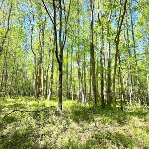 Photo #26 of SOLD property in Off Liberty Rd, Alberta, VA 57.8 acres
