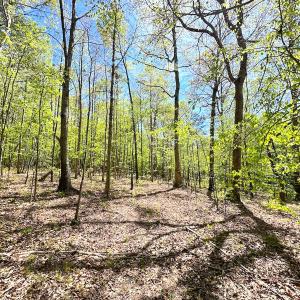 Photo #27 of SOLD property in Off Liberty Rd, Alberta, VA 57.8 acres