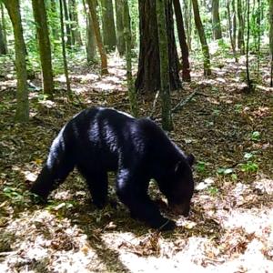 Photo #29 of SOLD property in Off Liberty Rd, Alberta, VA 57.8 acres