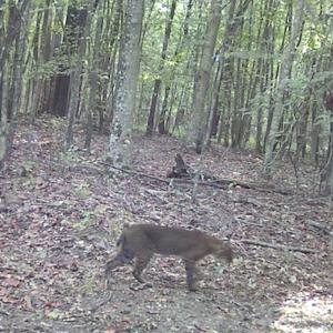 Photo #30 of SOLD property in Off Liberty Rd, Alberta, VA 57.8 acres