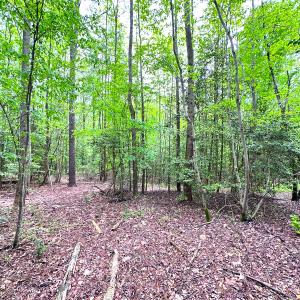 Photo #19 of SOLD property in Off Manning Rd, Suffolk, VA 12.7 acres