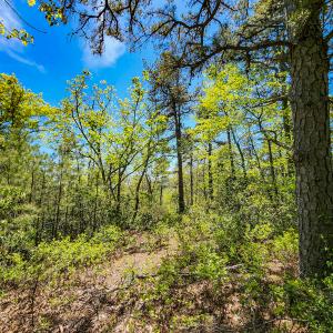 Photo #30 of 00, Stuart, VA 585.0 acres
