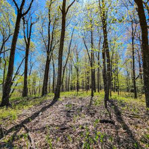Photo #40 of 00, Stuart, VA 585.0 acres
