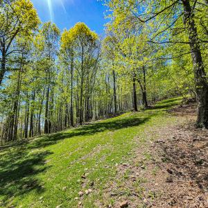 Photo #48 of 00, Stuart, VA 585.0 acres