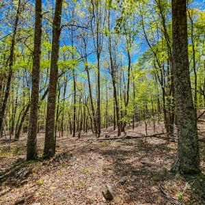 Photo #56 of 00, Stuart, VA 585.0 acres