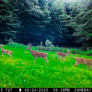 Photo #83 of 00, Stuart, VA 585.0 acres