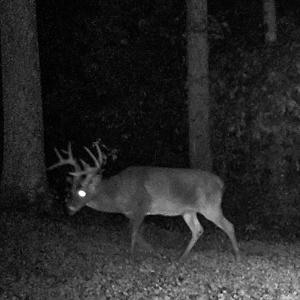 Photo #84 of 00, Stuart, VA 585.0 acres