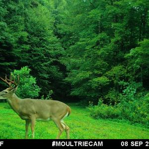 Photo #88 of 00, Stuart, VA 585.0 acres