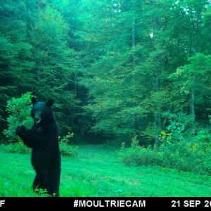 Photo #89 of 00, Stuart, VA 585.0 acres