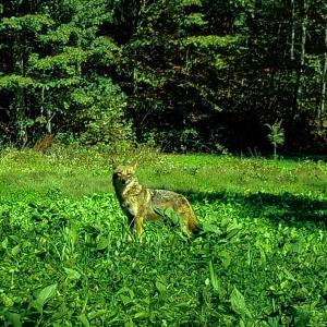 Photo #92 of 00, Stuart, VA 585.0 acres