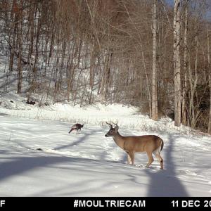 Photo #93 of 00, Stuart, VA 585.0 acres