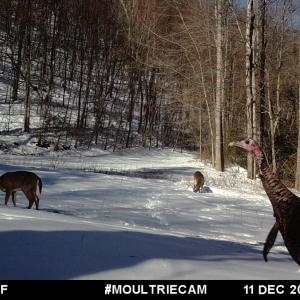 Photo #94 of 00, Stuart, VA 585.0 acres
